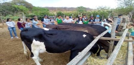 Criação de gado leiteiro do Nilton do Sindicato